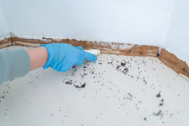 Flea Control Services in Natalbany, LA